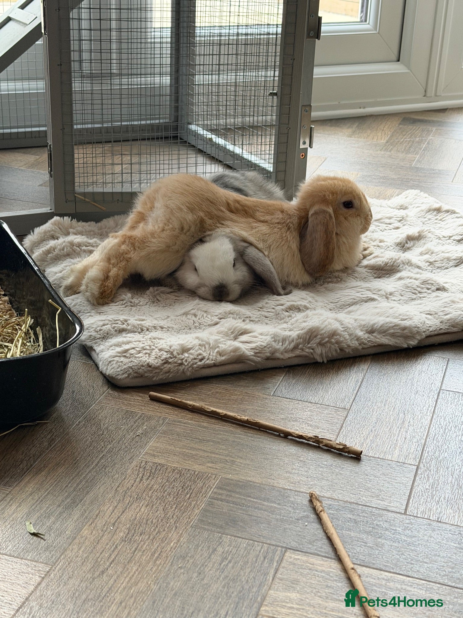 Mini Lop rabbits 2 Beautiful Mini Lop Rabbits + Luxury Hutch - Advert 2