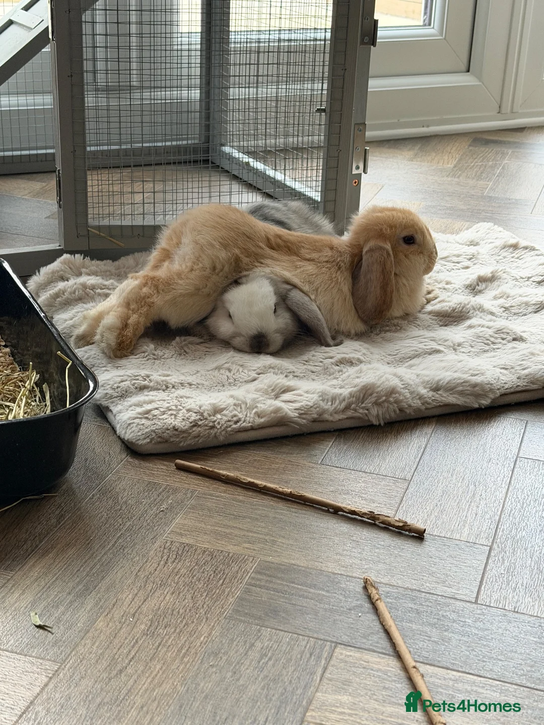 Mini Lop rabbits for sale: 2 Beautiful Mini Lop Rabbits + Luxury Hutch - Advert 2