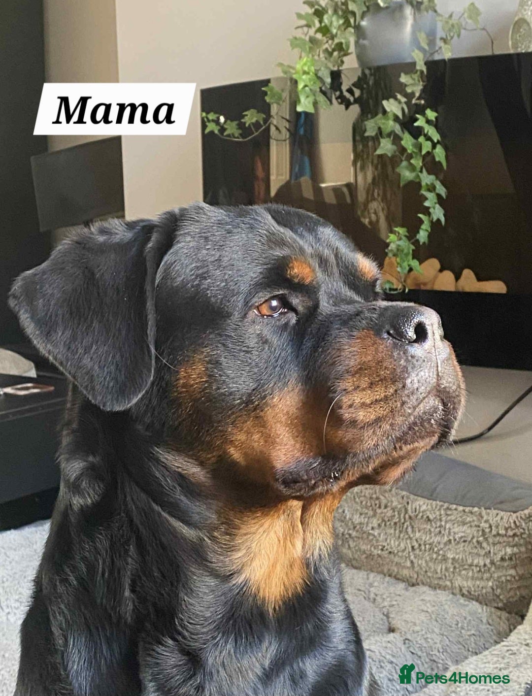 Rottweiler dogs for sale: KC Registered Rottweiler Puppies excellent lineage - Image 15