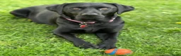 Labrador Retriever dogs for sale: LABRADOR RETRIEVER KC reg Puppies  in York - Advert 3