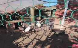 Ducks poultry for sale: White Indian Runner Male Duck - Image 7