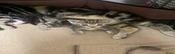 Savannah cats for sale: 5 Beautiful Kittens For SALE - Advert 17