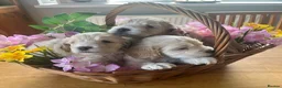 Cockapoo dogs for sale: 6 Stunning F1 Cockapoos - Advert 4