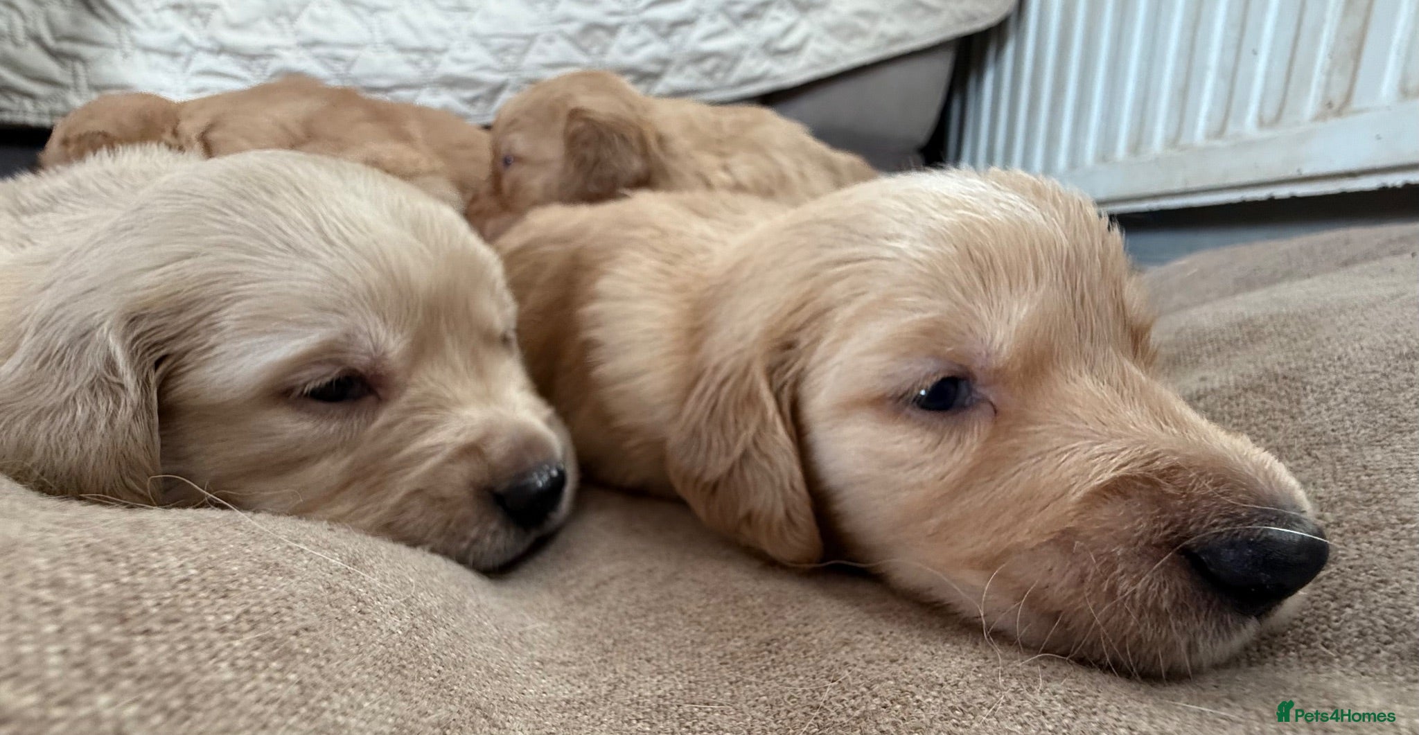 Golden Retriever dogs Extensively health tested parents!  - Advert 1
