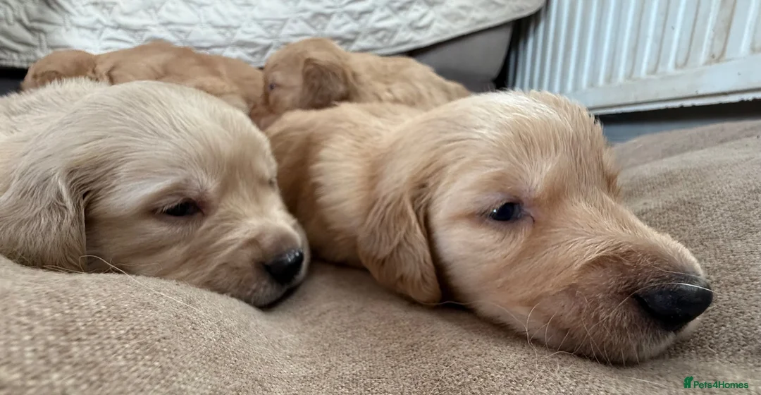 Golden Retriever dogs for sale: Extensively health tested parents!  - Advert 1