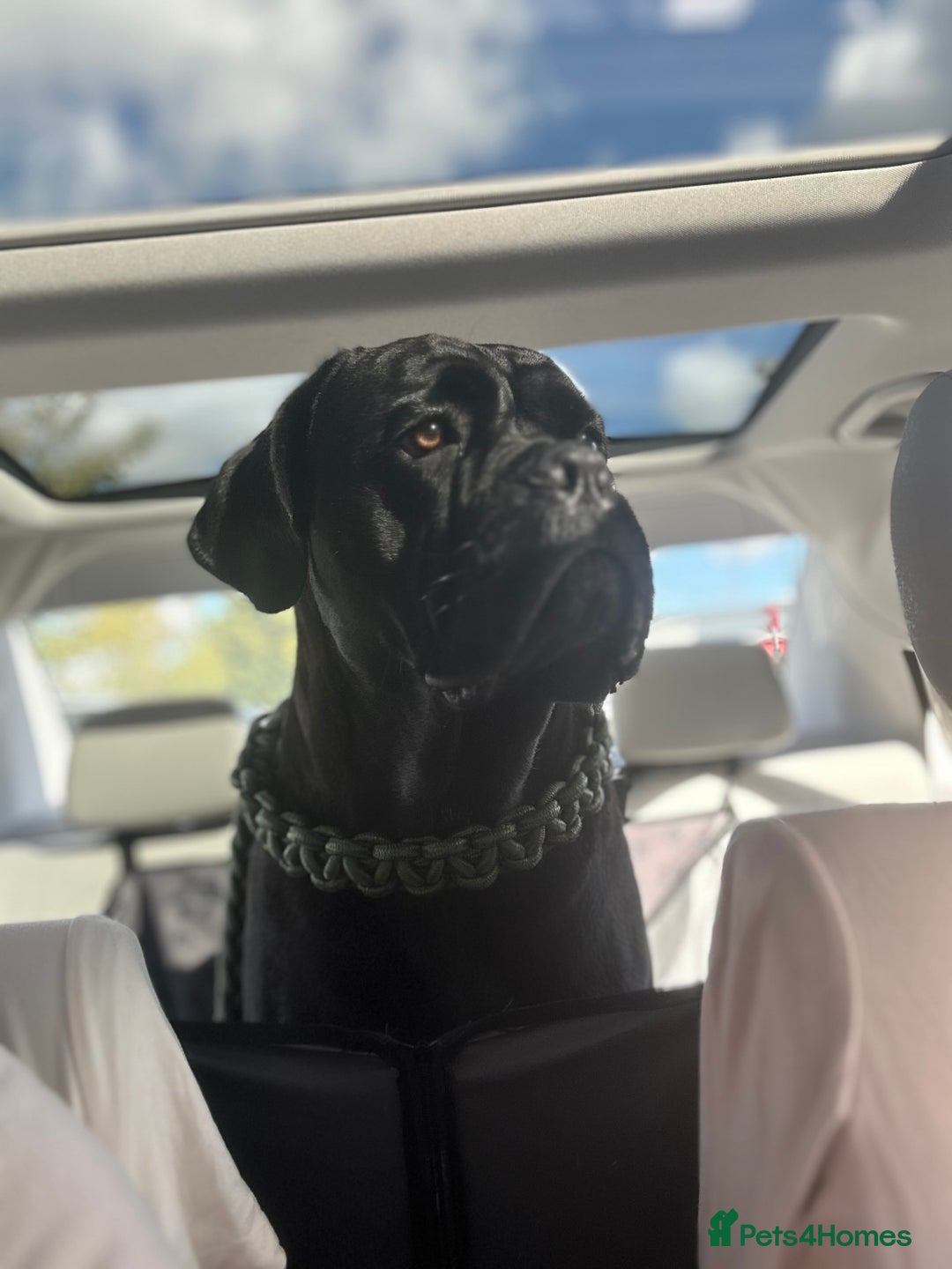 Cane Corso dogs for stud: Cane corso Rico Thor ready to stud in Bedford - Image 11