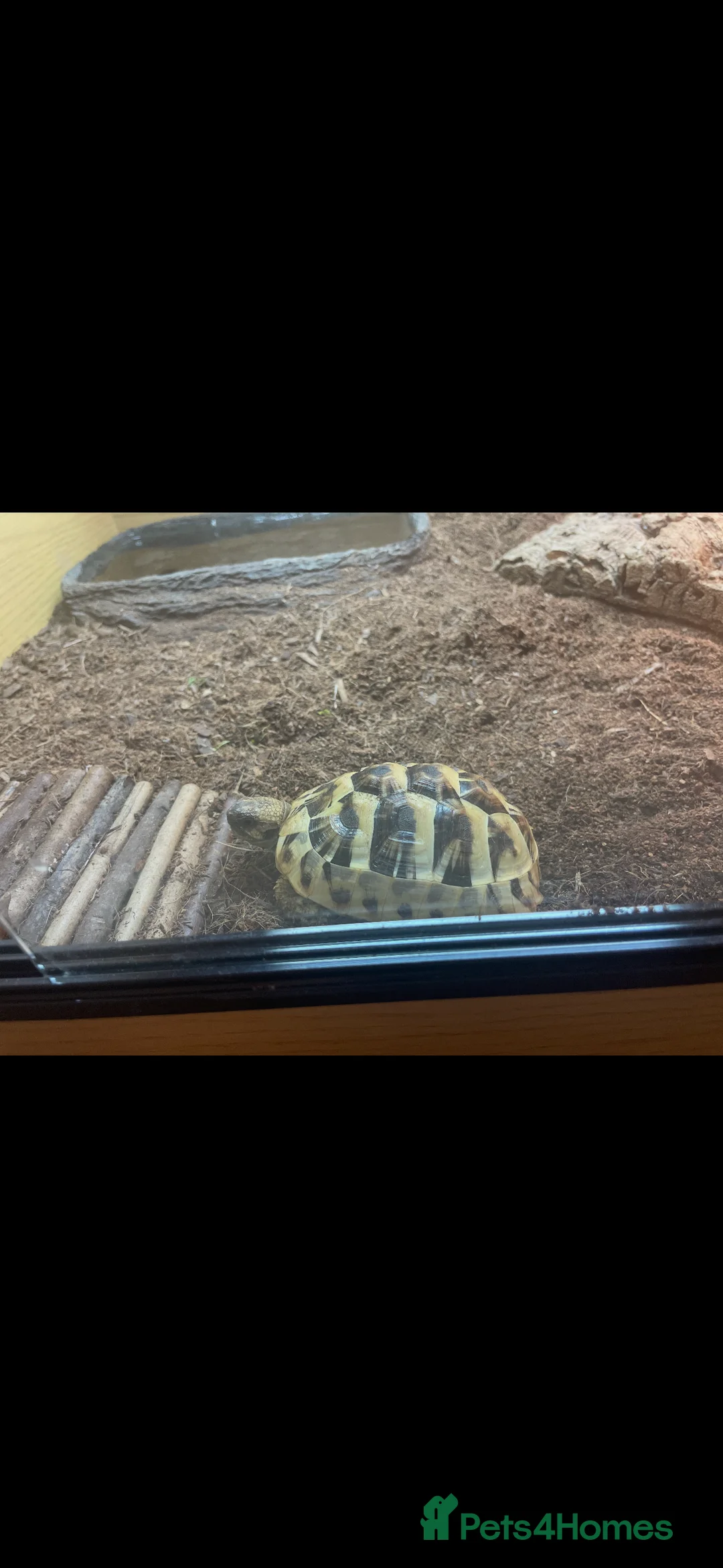 Hermann Tortoise reptiles for sale: 2 Herman tortoises  - Advert 1