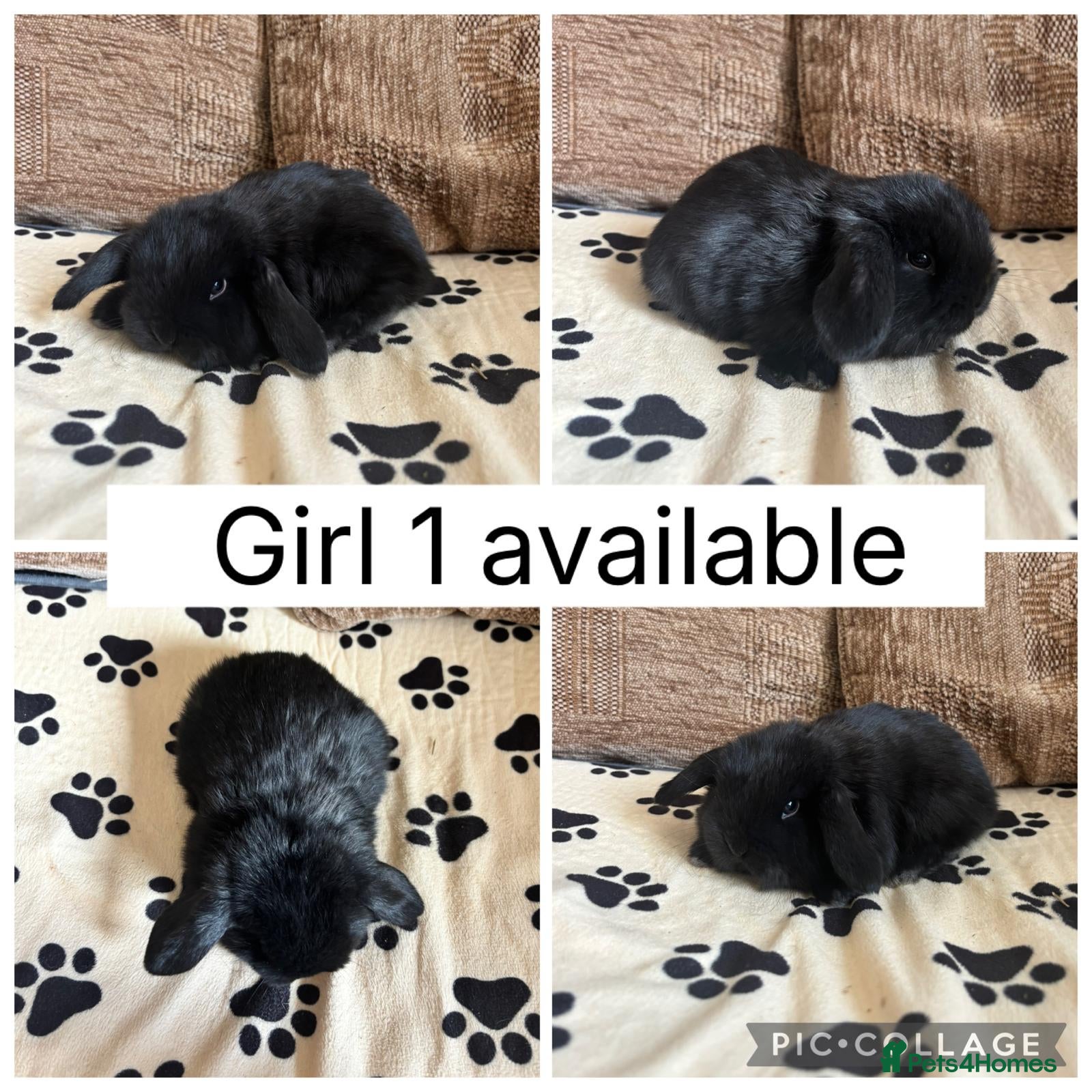 Mini Lop rabbits 5 baby mini lops ready to reserve - Advert 2