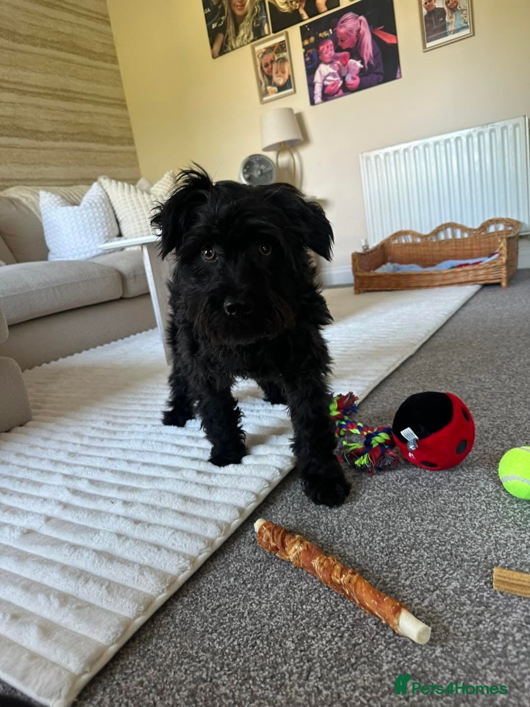 Mixed Breed dogs 🐾 Meet Ben 🐾 - Advert 1