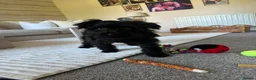 Mixed Breed dogs for adoption: 🐾 Meet Ben 🐾 in Chelmsford - Advert 1