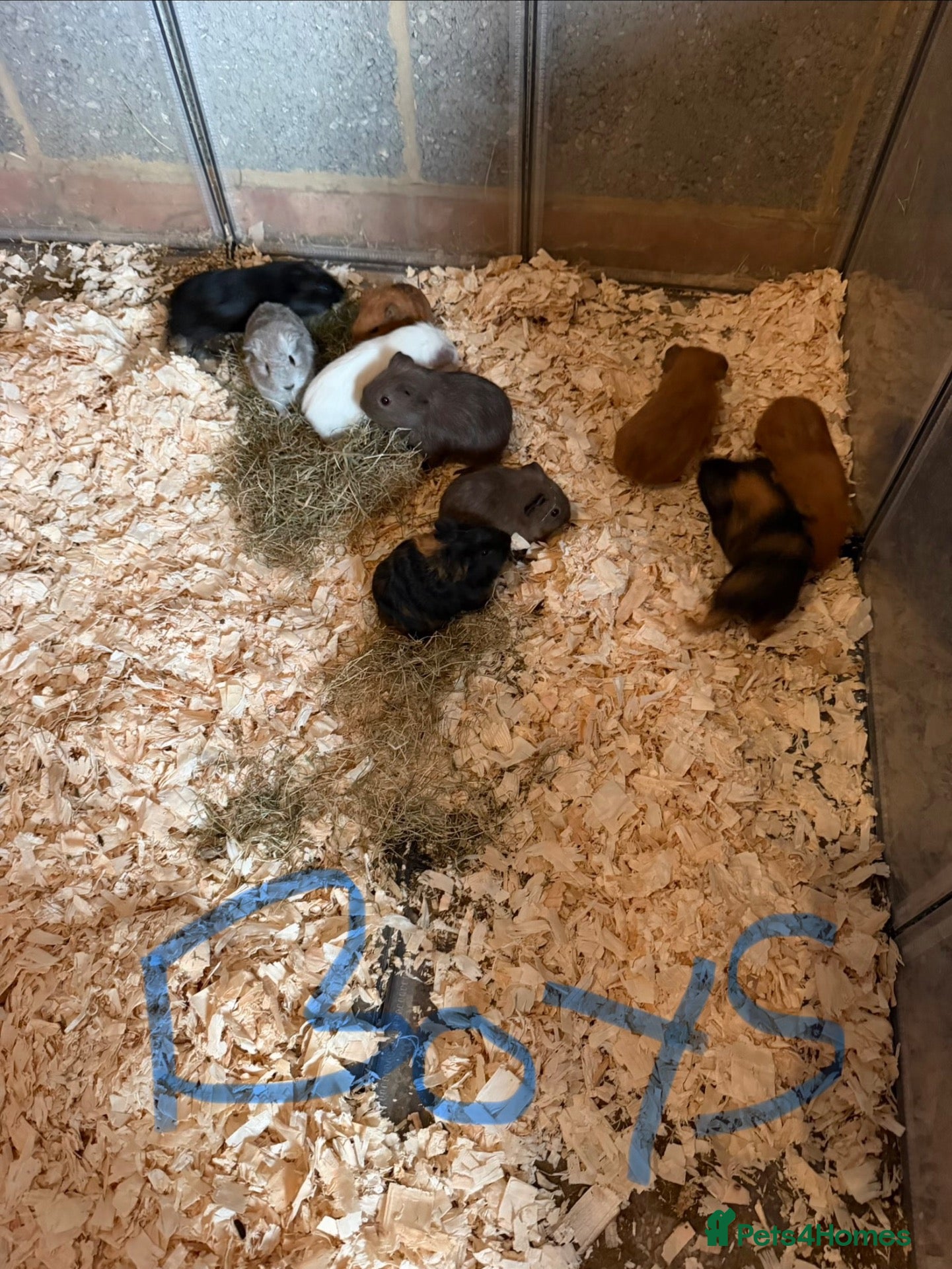 Guinea Pig rodents Guinea pigs  - Advert 15