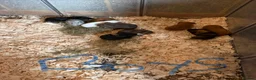 Guinea Pig rodents for sale: Guinea pigs  in Gosport - Advert 2