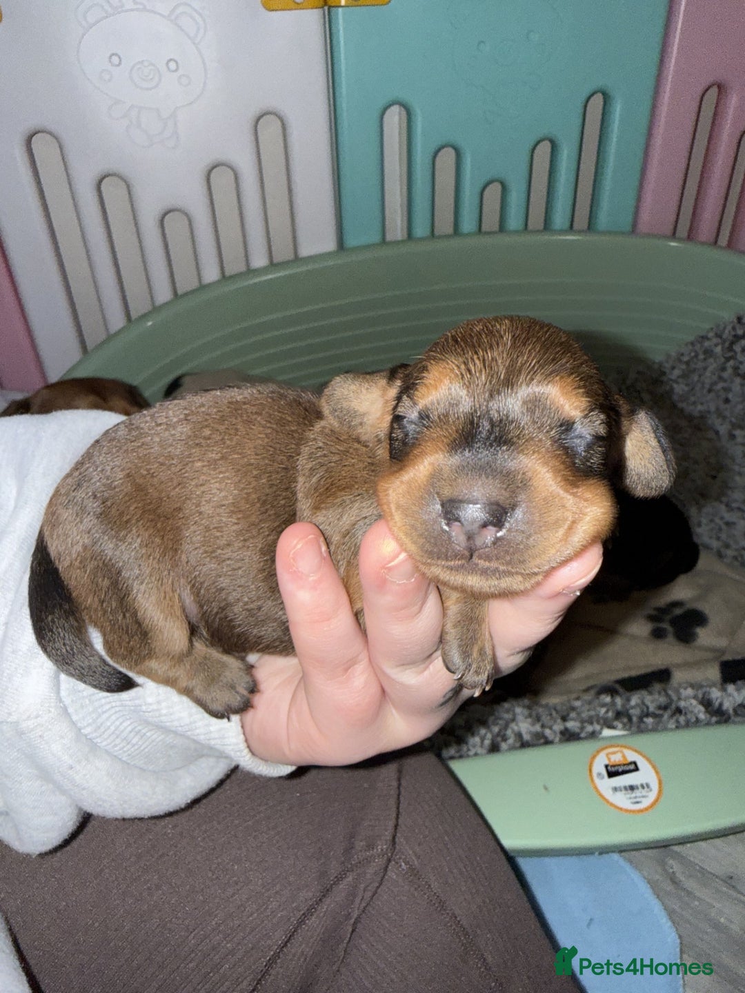 Miniature Dachshund dogs for sale: Mini Dachshund Puppies - Advert 5