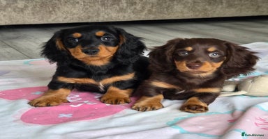 Miniature Dachshund dogs - Advert 12