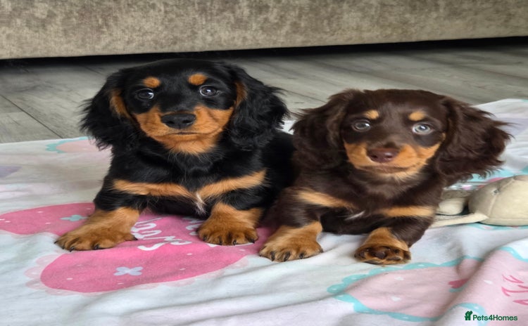 Miniature Dachshund dogs - Advert 6
