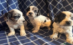 Cockapoo dogs for sale: Cockapoo puppies ready to be reserved  - Image 1
