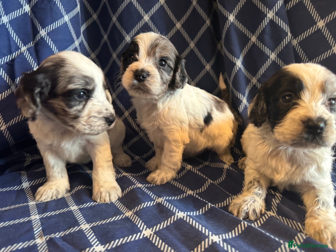 Cockapoo dogs for sale: Cockapoo puppies ready to be reserved  - Image 1