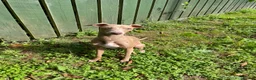 Italian Greyhound dogs for stud: Hojlund Magic Rus aka ‘Tony’ available for stud.  in Bodmin - Advert 3