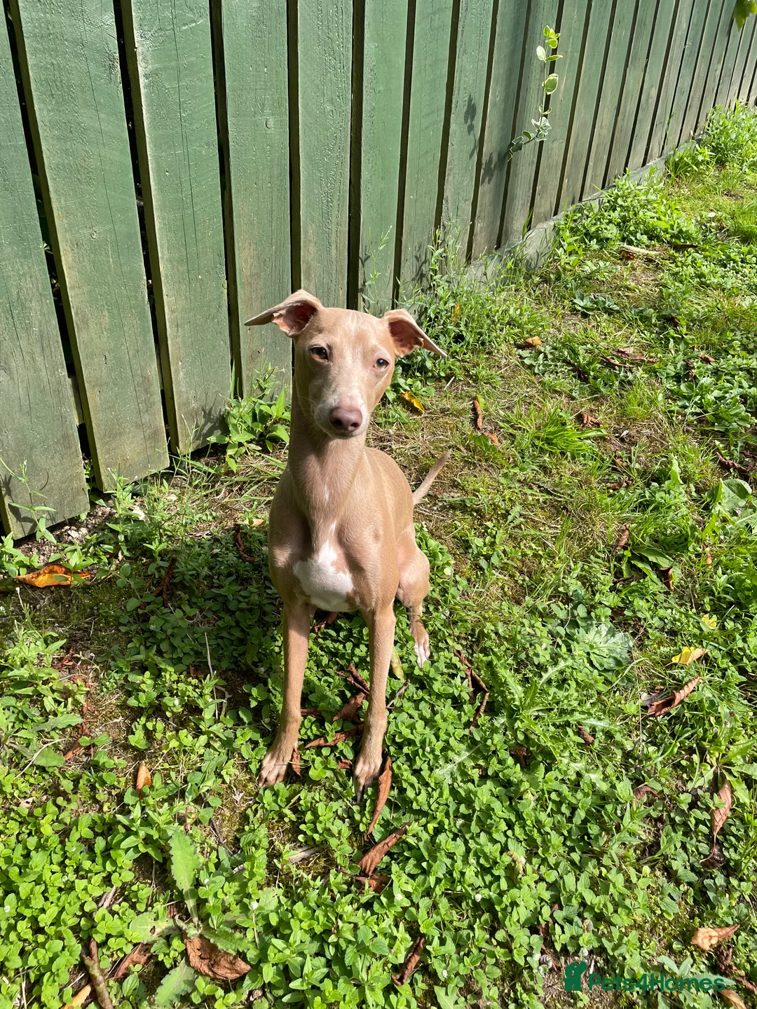 Italian Greyhound dogs for stud: Hojlund Magic Rus aka ‘Tony’ available for stud.  in Bodmin - Advert 3
