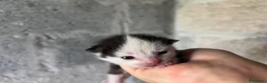 Kitten 1