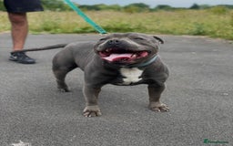 Staffordshire Bull Terrier dogs for sale: Stunning Staffordshire bull terrier puppies - Image 10