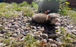 Ferret rodents for sale: 2 litters available sliver mitts and polecats  - Image 11