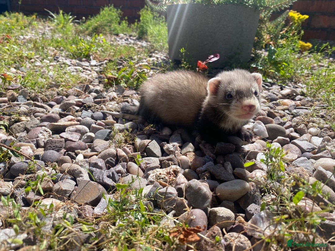 Ferret rodents for sale: 2 litters available sliver mitts and polecats  - Image 11