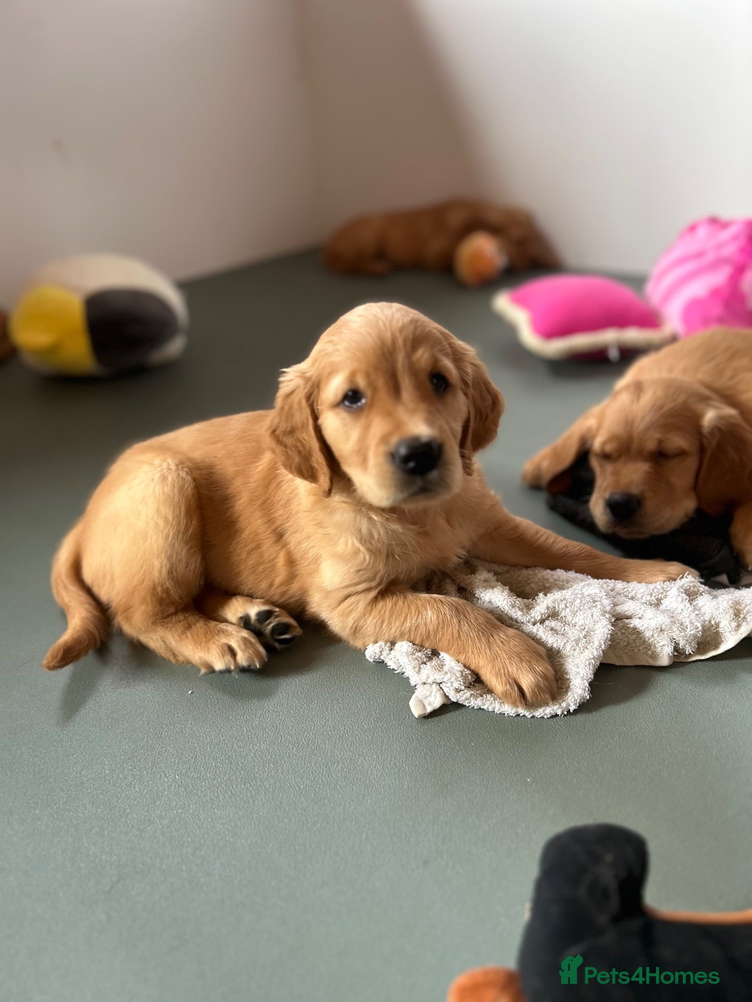 Golden Retriever dogs Beautiful litter of dark red golden retriever pups - Advert 2