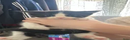 Mixed Breed cats for sale: Looking for there forever homes  in Rushden - Advert 6