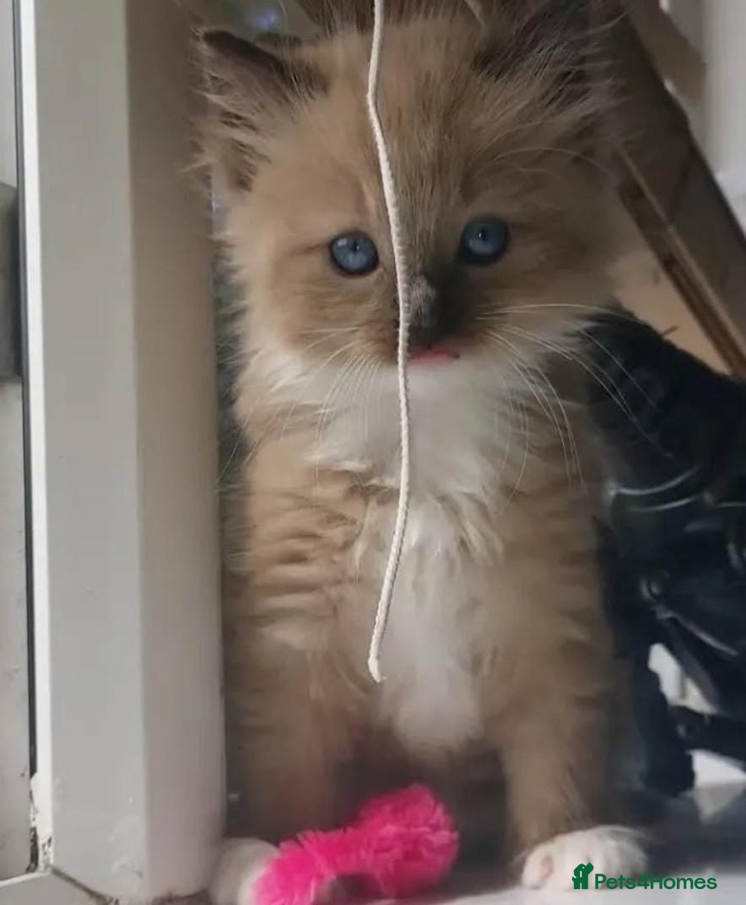 Ragdoll cats for sale: Beautiful Purebred Ragdoll Kittens  - Advert 3