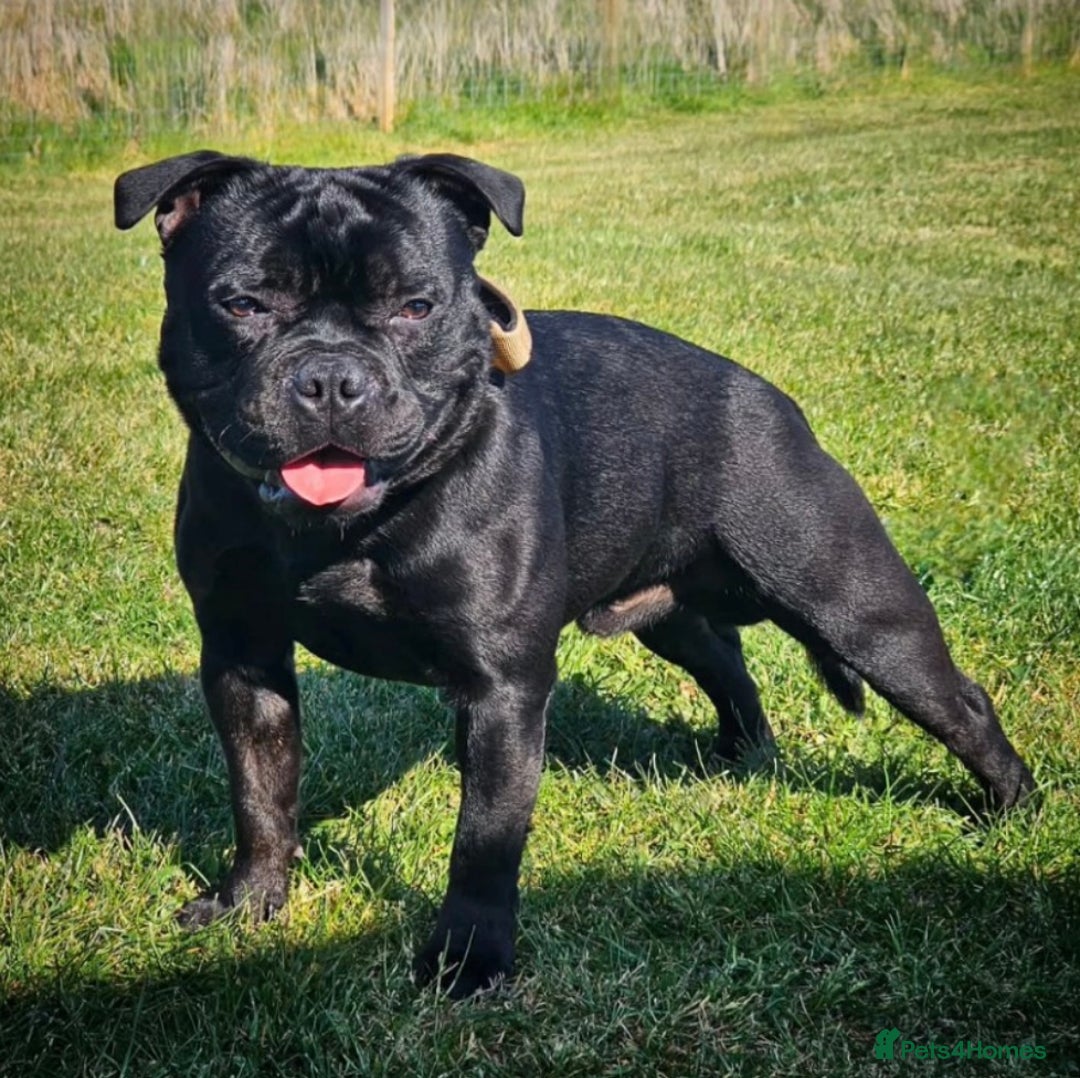 Staffordshire Bull Terrier dogs for sale: KC Registered Mr T & Luminastaffs Puppies - Image 30