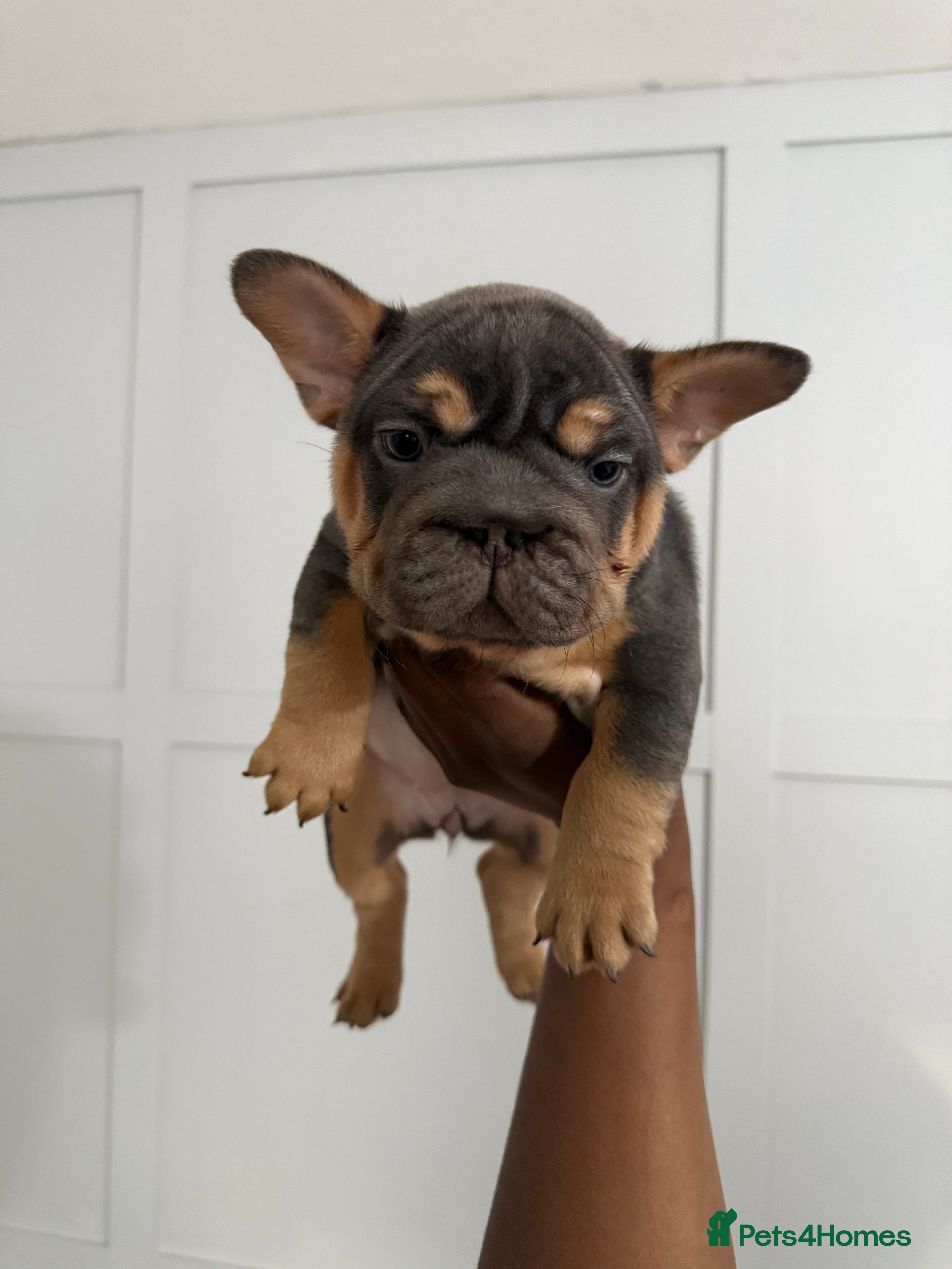 French Bulldog dogs French bulldog  - Advert 6