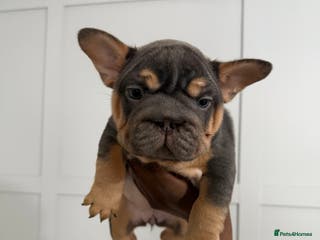French Bulldog dogs French bulldog - Advert 7