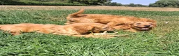 Mini Goldendoodle dogs for sale: F1 Fully Healthy Tested Goldendoodles  - Advert 11