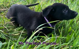 German Shepherd dogs for sale: Working Line German Shepherd Puppies - Cornwall - Image 13