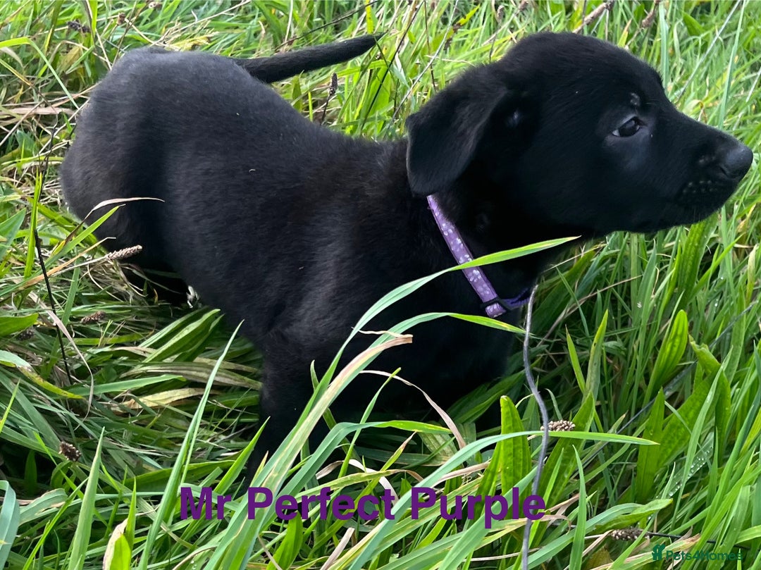 German Shepherd dogs for sale: Working Line German Shepherd Puppies - Cornwall - Image 13