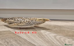 Quail poultry for sale: Coturnix quail three week old (not sexed)  - Image 13