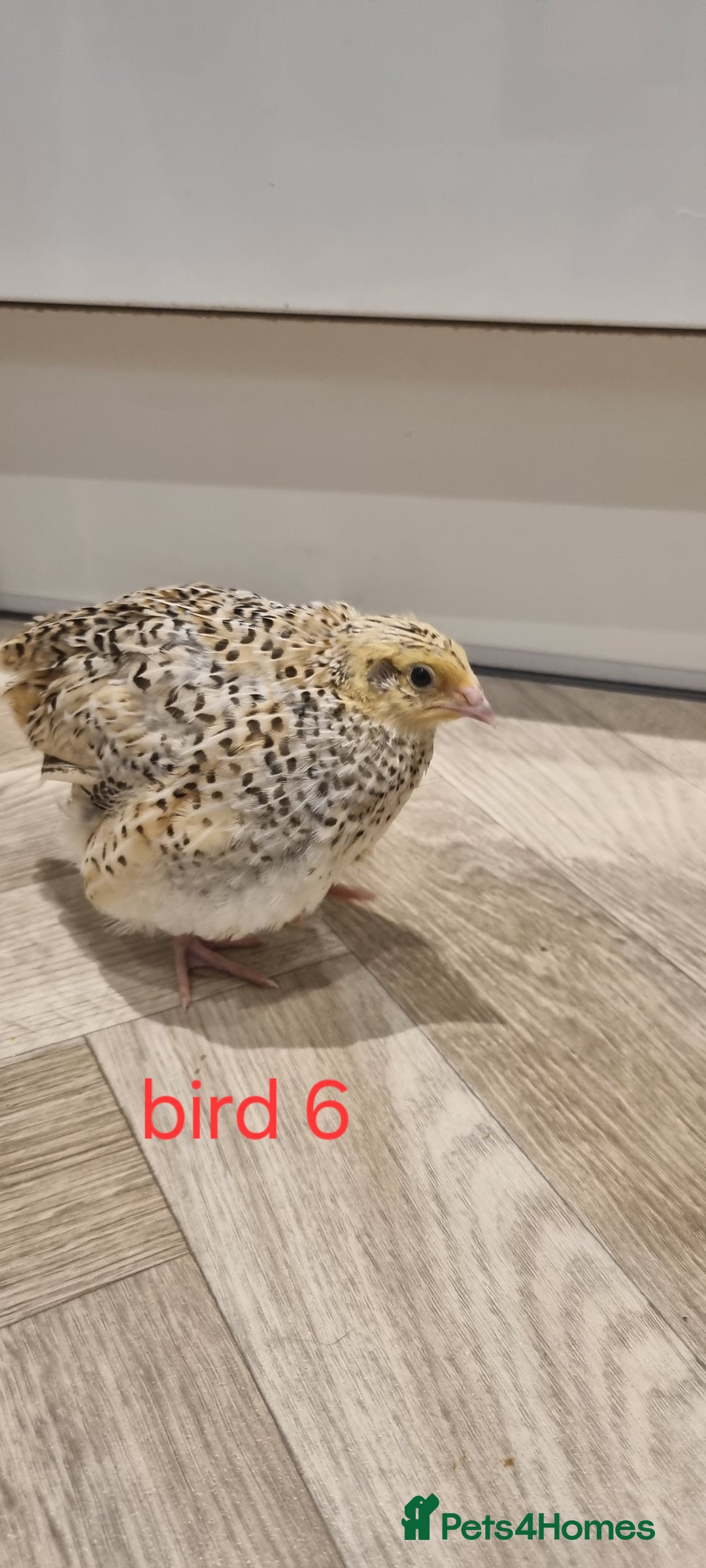 Quail poultry for sale: Coturnix quail three week old (not sexed)  - Image 13