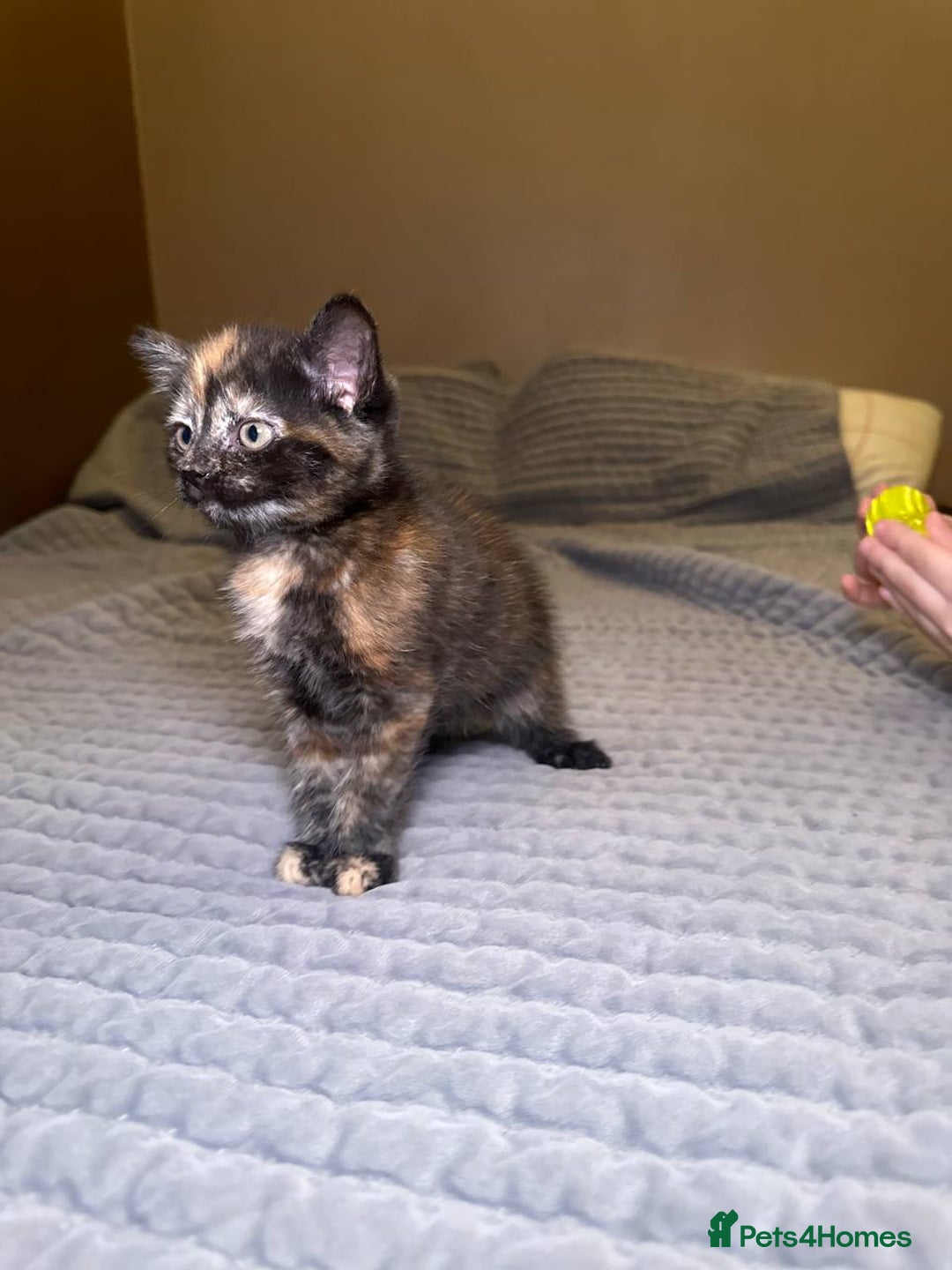 Domestic Shorthair cats for sale: 6 kittens - ready to move to new loving families - Advert 14