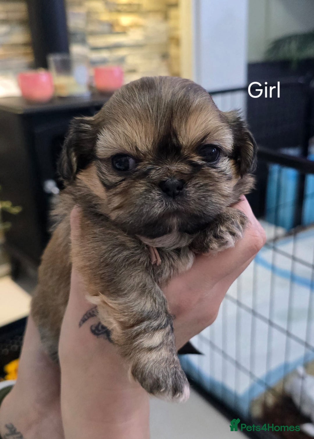 Shih Tzu dogs for sale: Beautiful Shih Tzu Puppies Ready to Leave 19.12.25 - Advert 7