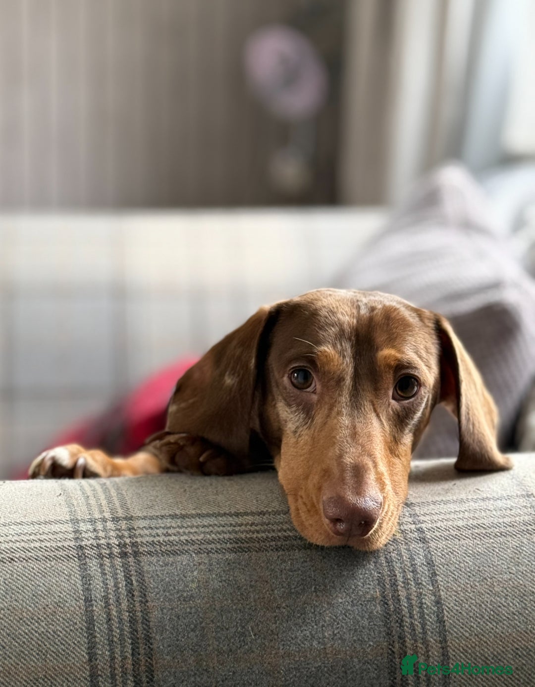 Dachshund dogs for sale: Male dachshund  - Image 9