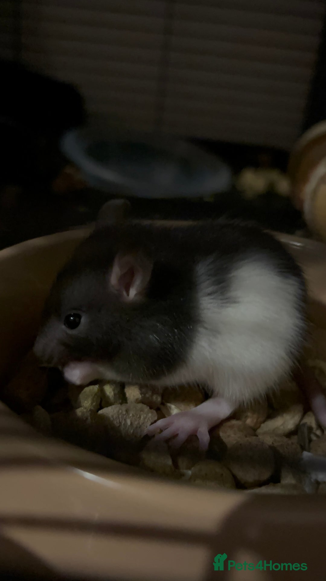 Rat rodents for sale: baby rats for sale GOING FAST.  - Advert 11