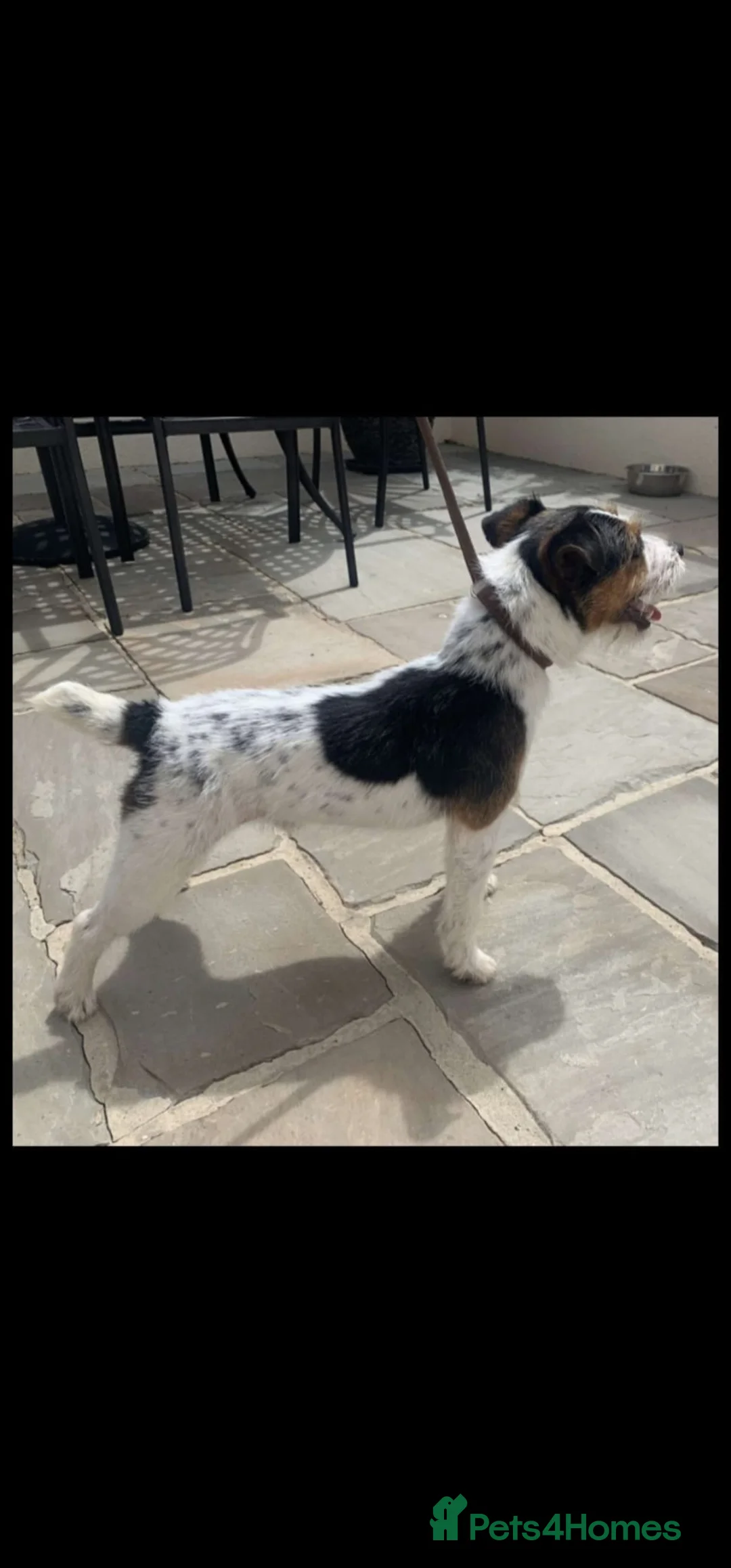 Parson Russell dogs for sale: Lovely parson pups  - Advert 10