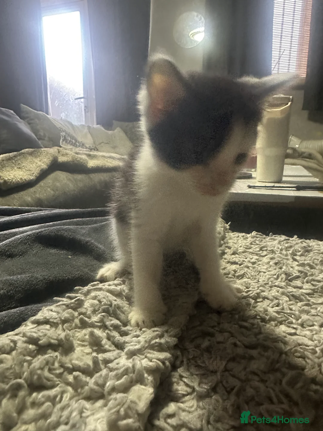 Mixed Breed cats for sale: 1 adorable male black and white kitten  - Advert 4