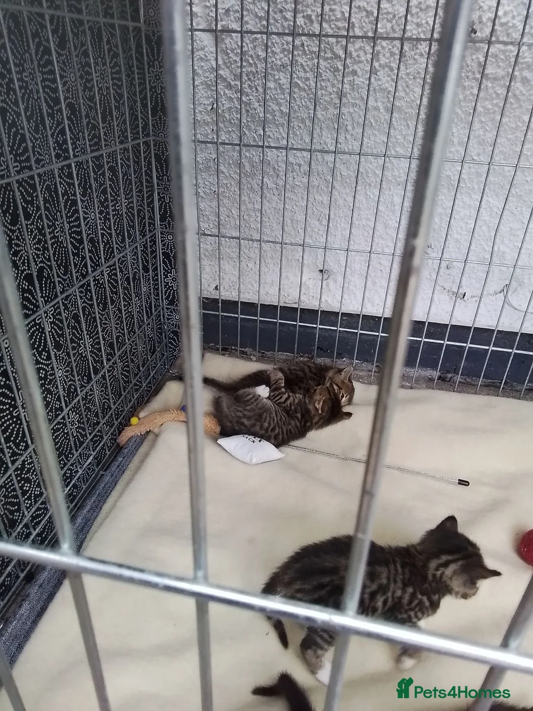 Bengal cats for sale: 6 beautiful bengal x kittens  in Woking - Advert 6