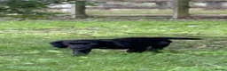 Cocker Spaniel dogs for sale: Cocker spaniel bitch puppy - Advert 4