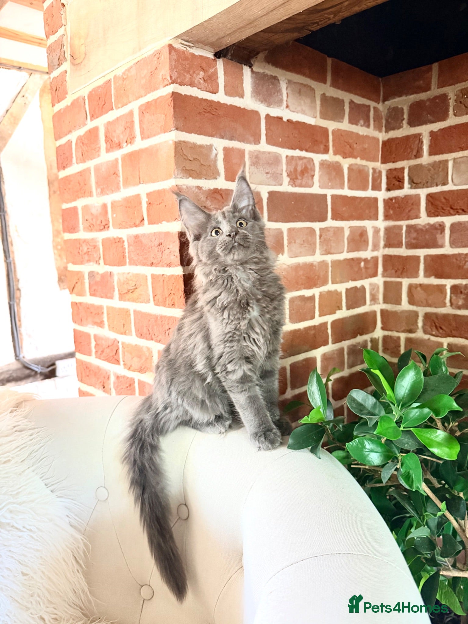 Maine Coon cats ❤️ REDUCED PRICE ❤️ FULLY REGISTERED MAINE COONS - Advert 2