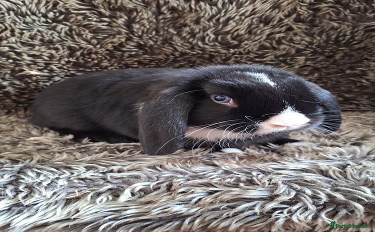 Mini Lop rabbits - Advert 3
