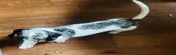 Miniature Dachshund dogs for sale: 1 year old KC brindle miniature dachshund  - Advert 5