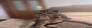 Male tabby